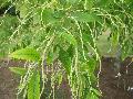 Bush Chinkapin / Castanea alnifolia 